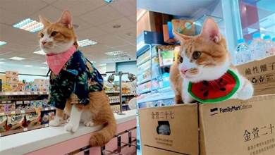 自己的貓糧自己掙！帶貓買零食錢不夠，店長竟提議：貓留下打工一小時還債！
