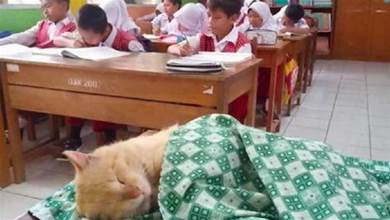 貓咪承受不住老師的「催眠」，竟然在教室講臺上睡著了 貓：果然還是聽課最好睡了