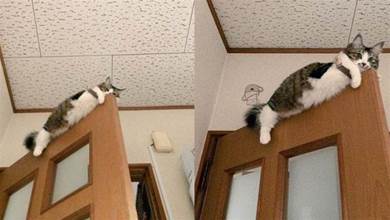 飛簷走壁！鏟屎官找不到貓咪，最後發現它竟掛在門上，貓：鏟屎的，快來救駕