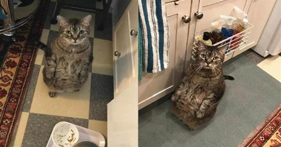 等不到放飯！貓咪看到碗裡沒有食物，直接站起來質問主人：你要餓死朕嗎！
