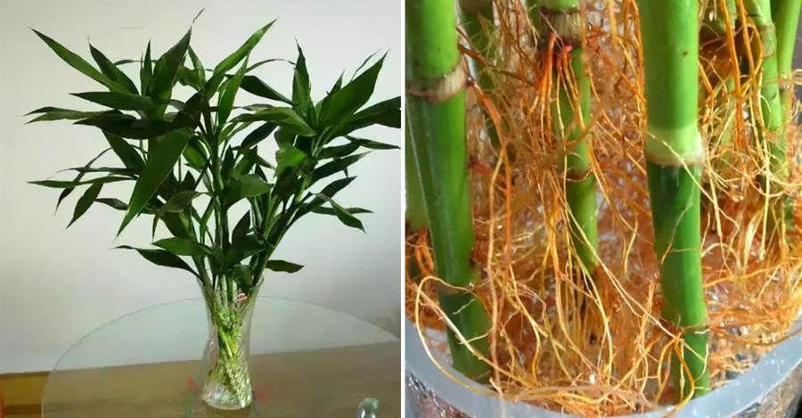 水培富貴竹，7個技巧能快速生根，還要注意4個方面，才能油綠旺盛