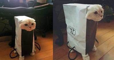 喵主人鑽進廢紙袋裡，露出貓頭嚇壞鏟屎官，貓咪：鏟屎的，還不趕快來救駕啊！