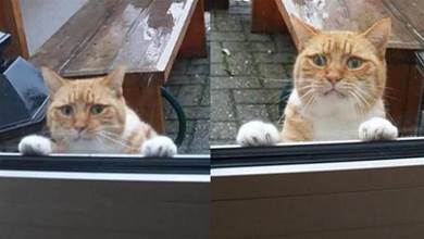 貓咪被主人訓斥後「離家出走」，誰知外面竟下起雨，主人隔著玻璃強忍笑意