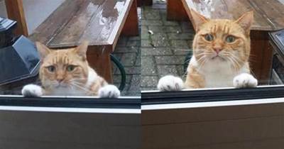 貓咪被主人訓斥後「離家出走」，誰知外面竟下起雨，主人隔著玻璃強忍笑意