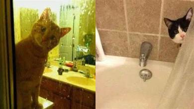 貓咪為何愛偷看人洗澡？3因素解謎貓咪迷惑行為