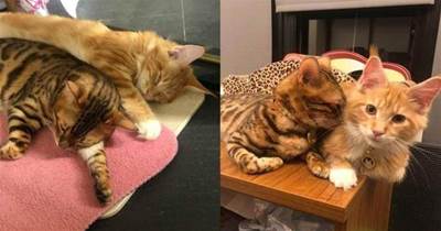 貓咪大戰爭！豹貓被弟弟緬因貓「撒嬌暴打」，躺沙發上一臉生無可戀