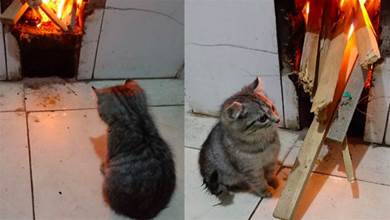 烤火小貓咪！每次主人做飯的時候，小貓咪都會在旁邊陪著，好怕把它燒著了