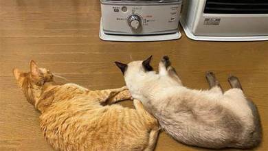 爪爪好冷呀！兩只貓咪霸佔了暖爐，關掉後小喵回頭瞪奴才：限你3秒鐘打開！