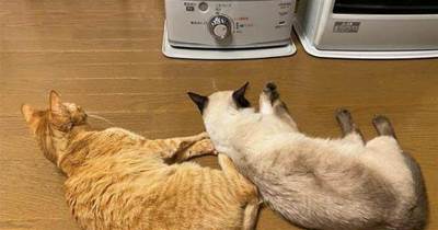 爪爪好冷呀！兩只貓咪霸佔了暖爐，關掉後小喵回頭瞪奴才：限你3秒鐘打開！