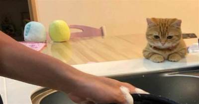 愛上洗碗！網友每次刷鍋洗碗時，貓咪都會趴在臺子上盯著看  貓：你有沒有偷懶？