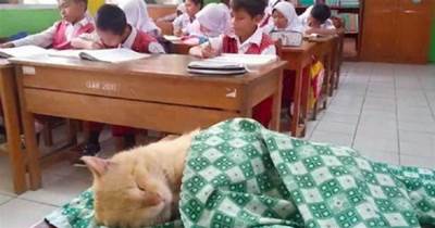 貓咪承受不住老師的「催眠」，竟然在教室講臺上睡著了 貓：果然還是聽課最好睡了
