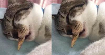 做夢嚼魚！主人拿小魚幹誘惑沉睡的貓咪，貓：咦？難道我做夢了？