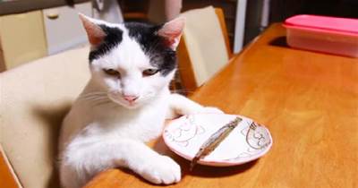 主人給貓咪一條小魚幹，貓咪眼神裡滿滿的嫌棄：是不是養不起啊