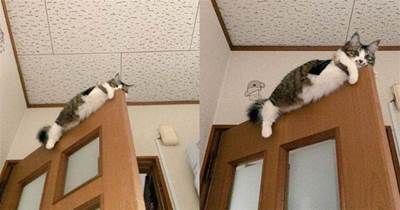 飛簷走壁！鏟屎官找不到貓咪，最後發現它竟掛在門上，貓：鏟屎的，快來救駕