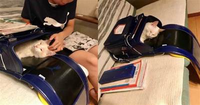 小男孩準備去上學，卻發現貓在書包裡睡覺  貓：帶我一起走