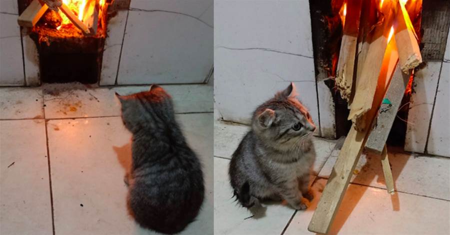 烤火小貓咪！每次主人做飯的時候，小貓咪都會在旁邊陪著，好怕把它燒著了