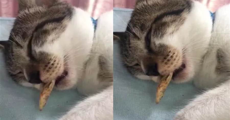 做夢嚼魚！主人拿小魚幹誘惑沉睡的貓咪，貓：咦？難道我做夢了？