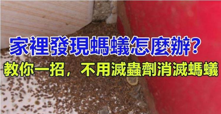 家裡發現螞蟻怎麼辦？不用擔心，教你一招，不用滅蟲劑消滅螞蟻